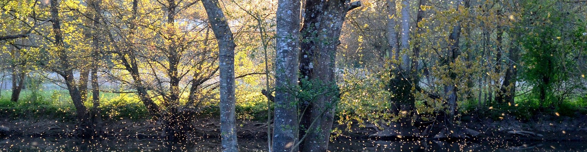 Belle représentation essaimage