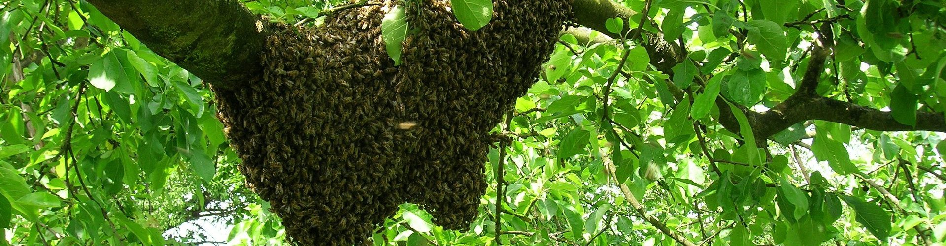 essaim abeilles branche