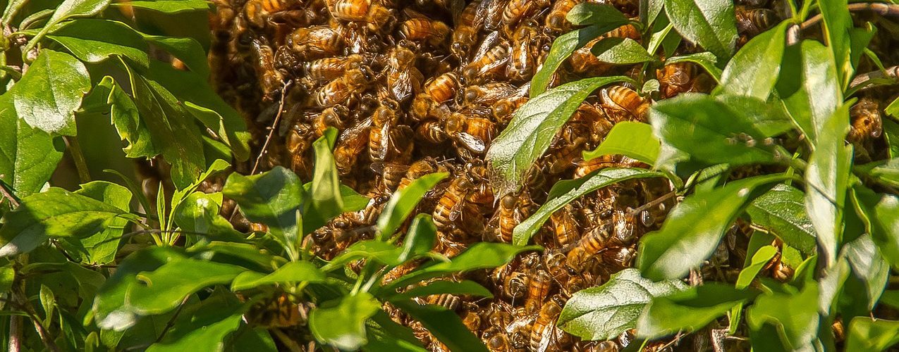 belles abeilles en danger